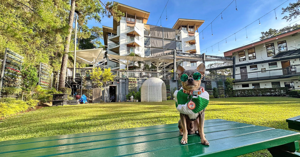 Grand Sierra: A Pet Haven in the City of Pines, Baguio City