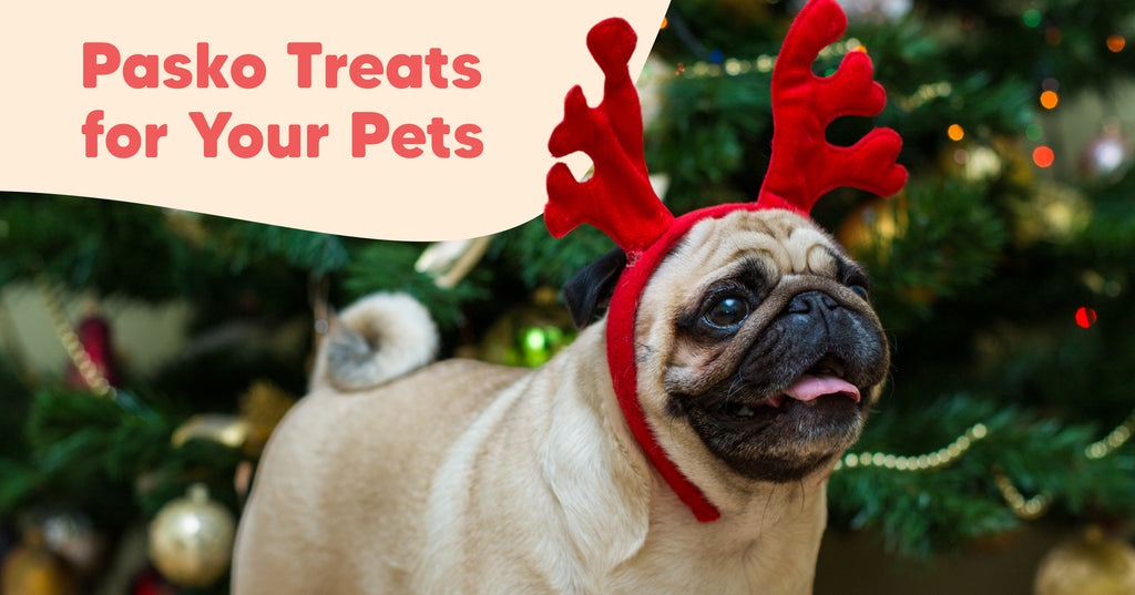 Treat Your Pet This Christmas: Awesome Ideas for a Joyful Celebration